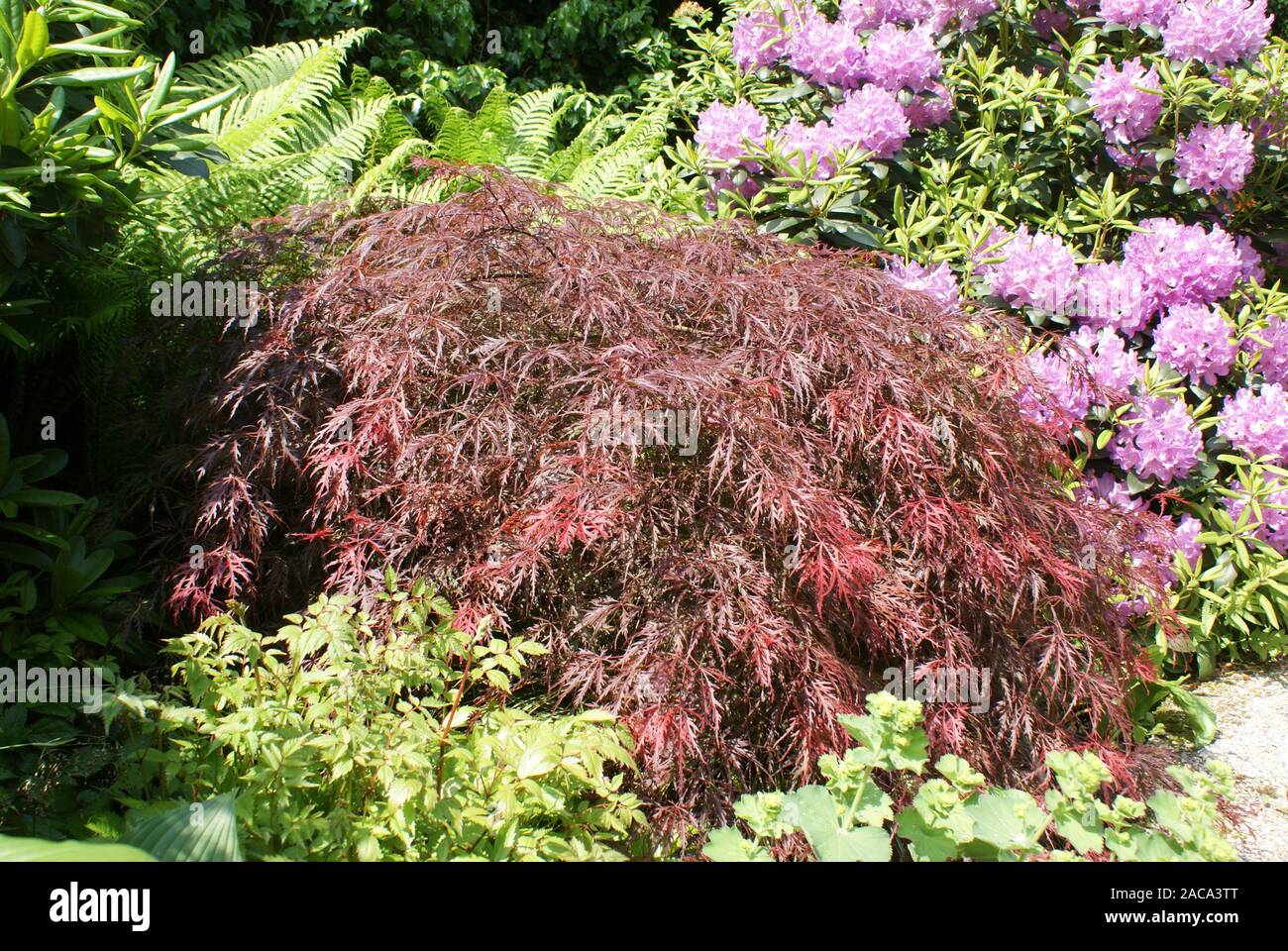 Acer palmatum ´Dissectum Nigrum`, fan maple Stock Photo